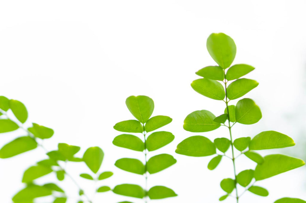 Lo mejor de la Moringa